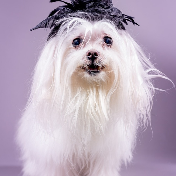 Welcome to Popcorn's Closet! - Picture 2 of 2